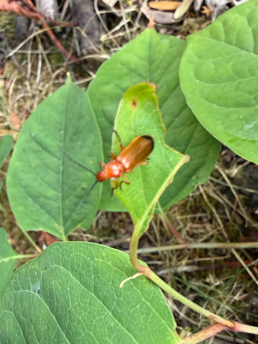 Common Red Soldier Beetle