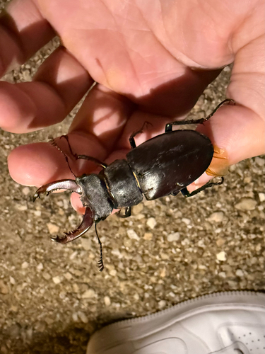 European Stag Beetle