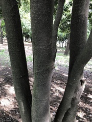 Quercus glauca
