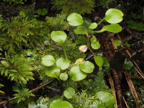 Myosotis forsteri, photograph 4