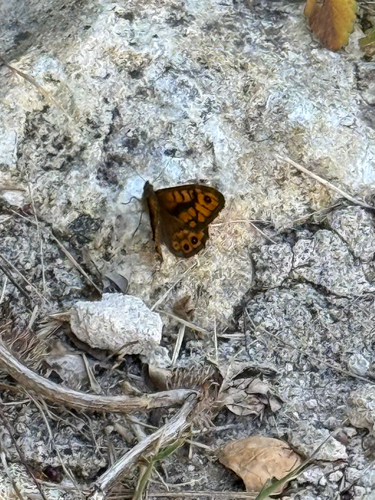 Wall Brown
