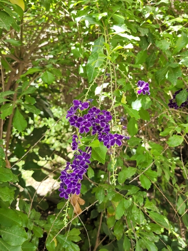 Skyflower