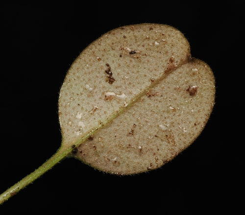 Myosotis forsteri, photograph 5
