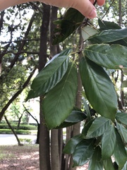 Quercus glauca