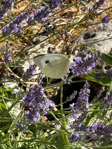Large White