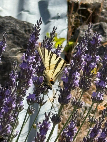 Scarce Swallowtail