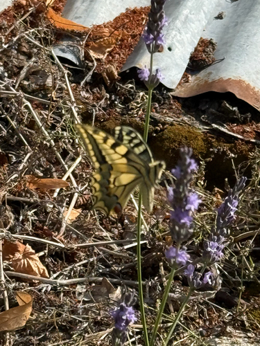 Old World Swallowtail