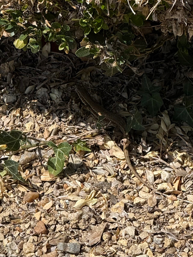Common Wall Lizard