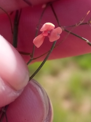 Microcharis phyllogramme