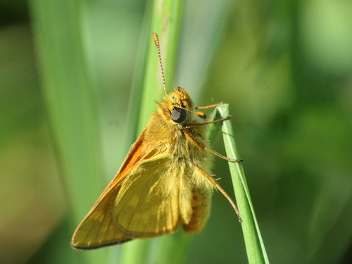 Large Skipper