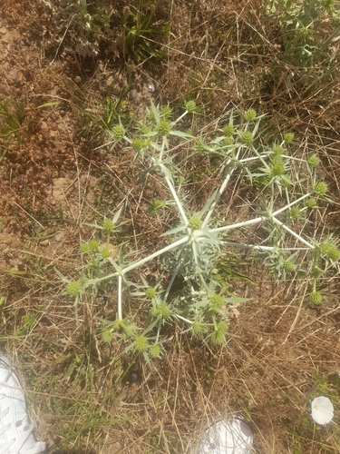 Field Eryngo