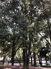 Quercus glauca