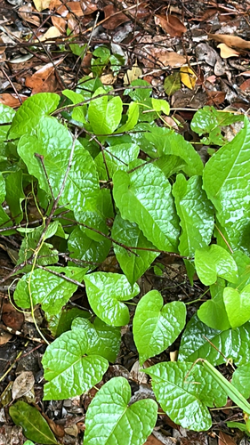 Antigonon leptopus