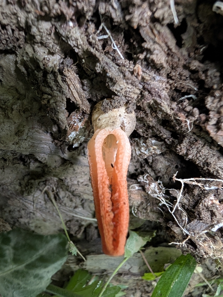 stinky squid · June 2026 · photo: Photo: (c) Tribal Wolfe, some rights reserved (CC BY) · iNaturalist