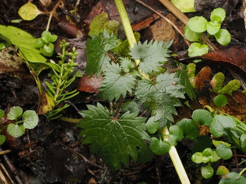 Urtica sykesii, photograph 4