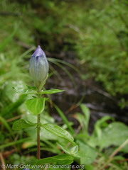 Gentiana platypetala