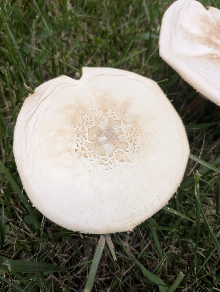 Green-spored Parasol · June 2026 · photo: Photo: (c) Tribal Wolfe, some rights reserved (CC BY) · iNaturalist