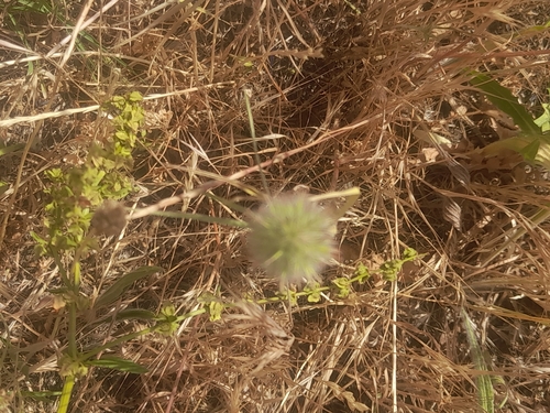 Narrow-leaved clover