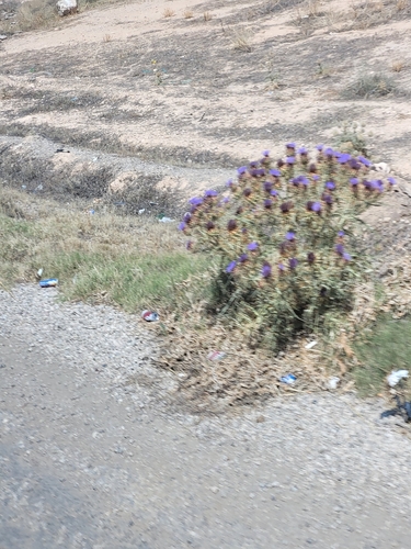 Artichoke Thistle