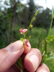 Microcharis phyllogramme