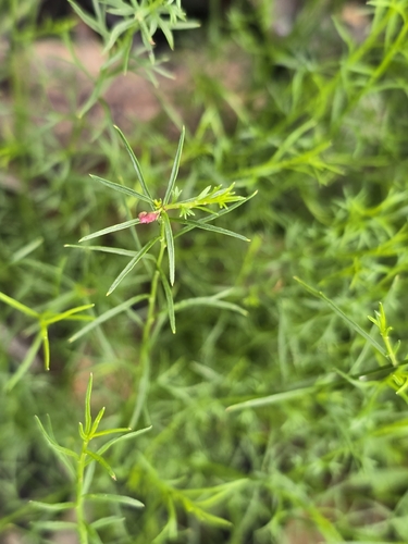Platysace heterophylla observed 2026-06-21