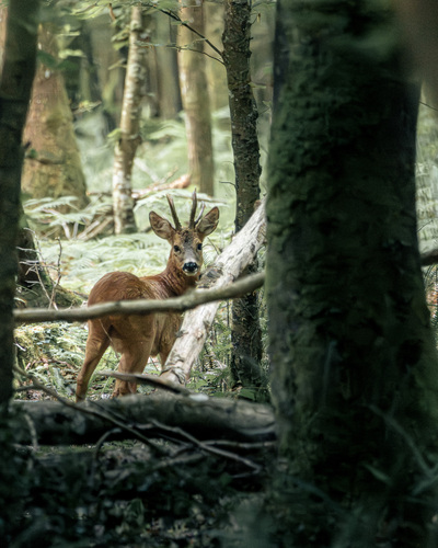 Western Roe Deer