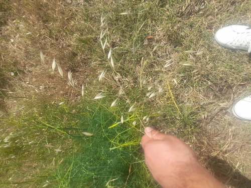 fennel