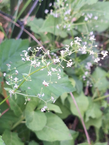 Hedge Bedstraw