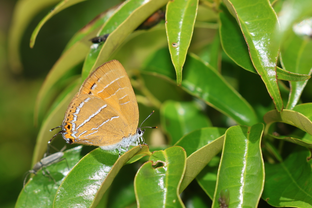Japonica patungkoanui