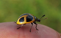 Aegithus quadrinotatus