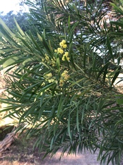Acacia uncifolia