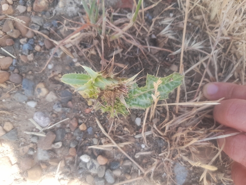 milk thistle