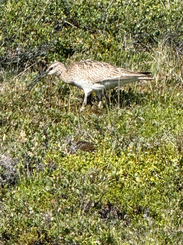 Zarapito trinador (Numenius phaeopus)