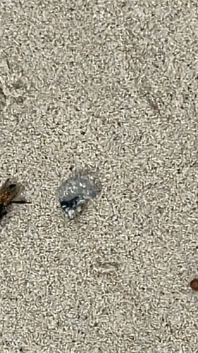 Physalia utriculus