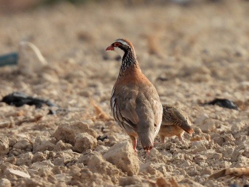 Red-legged Partridge