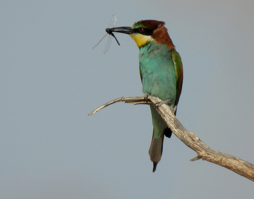 European Bee-eater