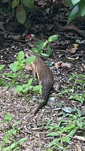 Broadleysaurus major