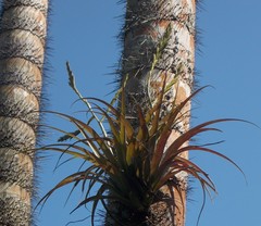 Tillandsia variabilis