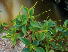Peperomia glabella