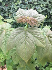 Acer pseudoplatanus