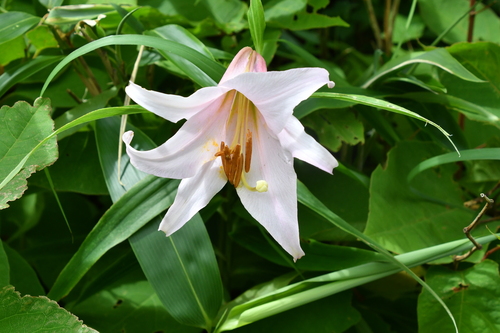 Bamboo Lily