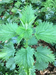 Urtica dioica