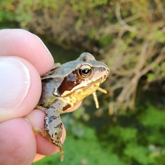 Rana temporaria