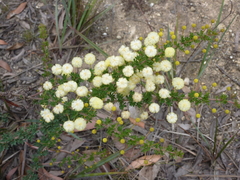Acacia mitchellii