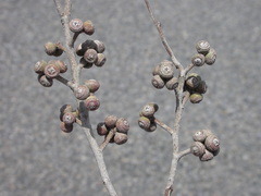 Eucalyptus aurifodina