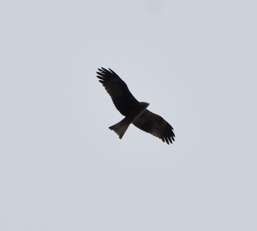 Fork-tailed Kite