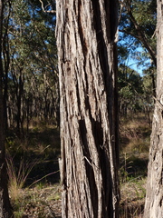 Eucalyptus aurifodina
