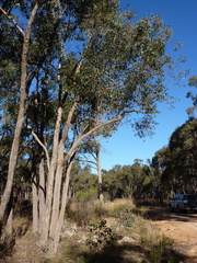 Eucalyptus aurifodina