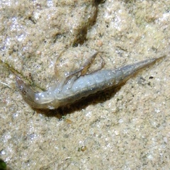 Dytiscus