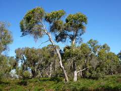 Eucalyptus falciformis